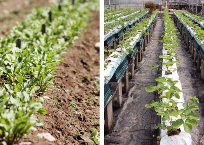 Agriculture Industry