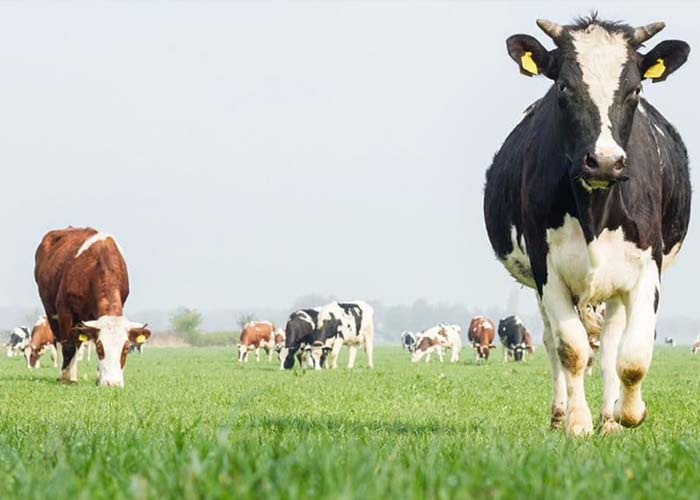 Diary Industry Industry