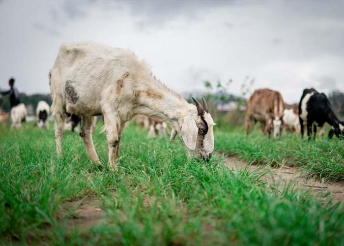 Diary Industry Industry